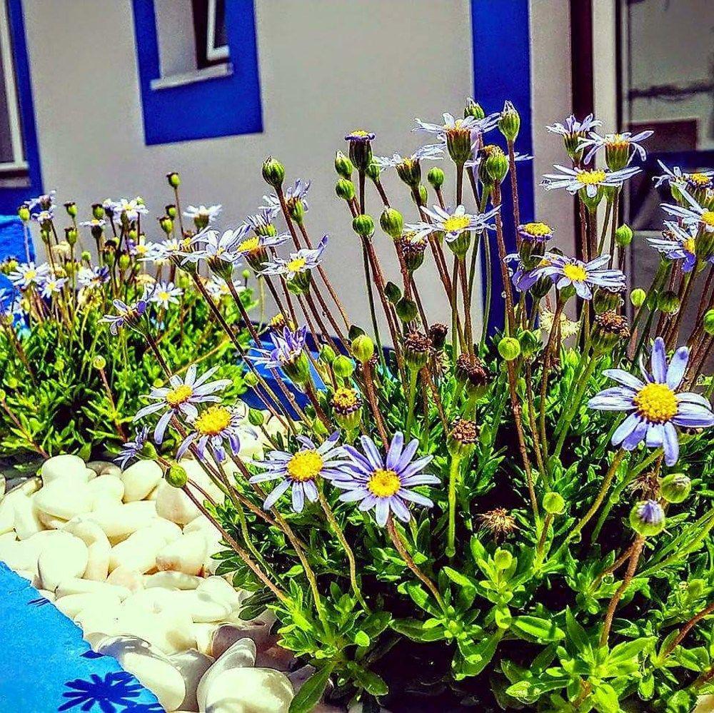 Pure Flor de Esteva - Bed&Breakfast Vila do Bispo Exterior foto
